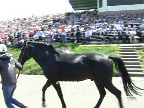 Видео: Одни из лучших производителей лошадей карачаевской породы.