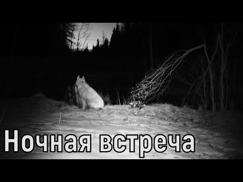 Видео: ПОВЕДЕНИЕ ПОТЕРЯВШЕЙСЯ СОБАКИ В ТАЙГЕ, НОЧНАЯ ВСТРЕЧА С МЕДВЕДЕМ .