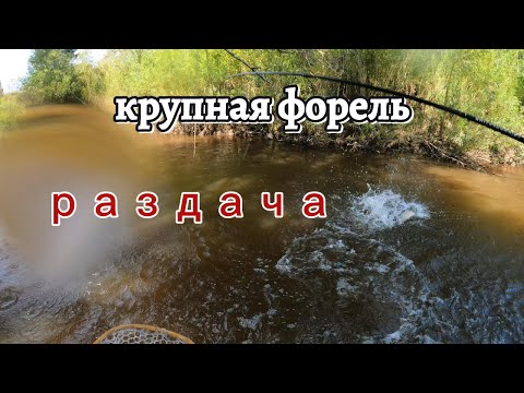 Видео: крупная форель раздача