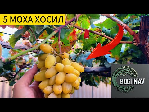 Видео: Пайванди ангур хосил дод 