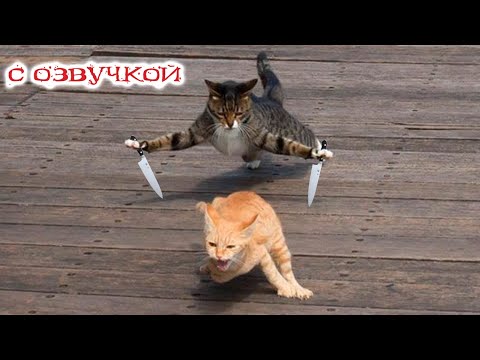 Видео: ПРИКОЛЫ С КОТАМИ! СМЕШНЫЕ КОТЫ С ОЗВУЧКОЙ! Смешные животные!