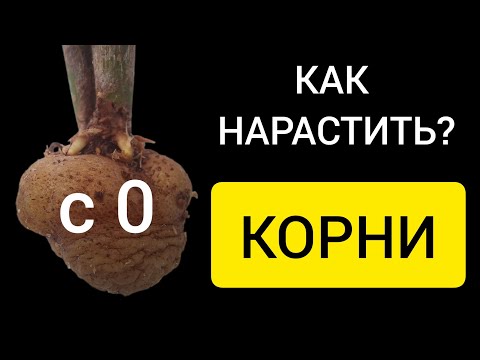 Видео: КАК БЫСТРО можно нарастить корни замиокулькасу с 0