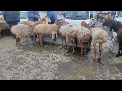 Видео: СОКУЛУК МАЛ БАЗАРЫ КОЙ БАЗАР 10- НОЯБРЬ