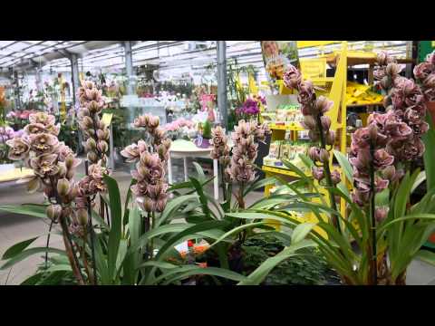 Видео: Посещение Вихмана. Германия. orchideen-wichmann