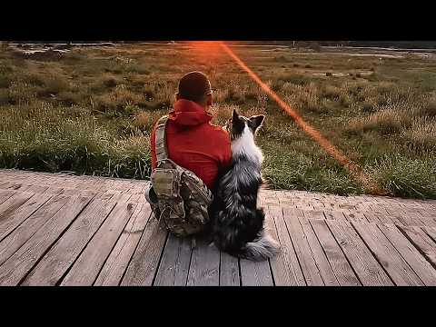 Видео: Забытая бездомная собака утратила доверие к людям, пока тот мужчина не вернул ей веру в любовь.