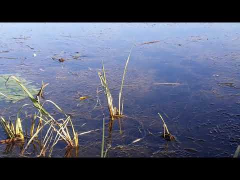 Видео: Съездели на рыбалку не далеко от Уштобе