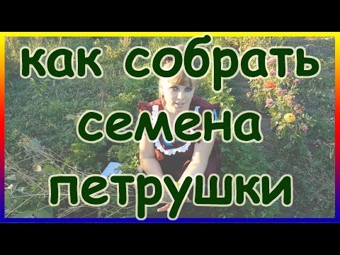 Видео: Как собрать семена петрушки. Посадка и выращивание петрушки.