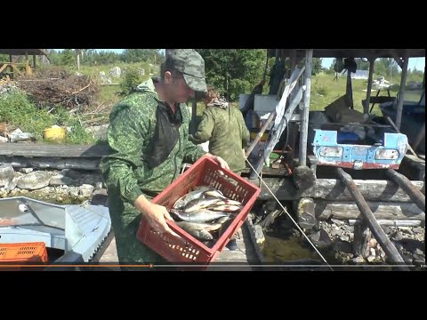 Видео: Рыбалка в Карелии на Белом море и озерах.