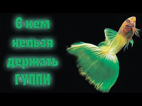 Видео: С кем нельзя держать ГУППИ - аквариумистика