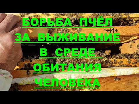 Видео: ЭВОЛЮЦИОННЫЙ ПОДХОД К ПЧЕЛОВОДСТВУ !!! Ч.1.  БОРЬБА ПЧЁЛ ЗА ВЫЖИВАНИЕ !!!