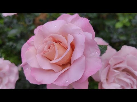 Видео: О ЧЁМ МОЛЧАЛА РОЗА...//цветение роз// 10.06.2023г.