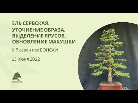 Видео: БОНСАЙ из ЕЛИ сербской: восстановление образа