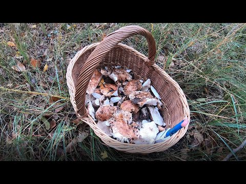 Видео: вот и первая тополевая рядовка в этом году