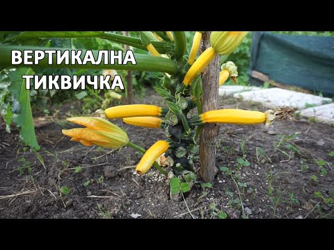 Видео: Вертикално отглеждане на тиквички | Най-добрият метод за отглеждане на тиквички.