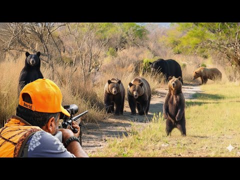 Видео: Как североамериканские охотники и фермеры справляются с сотнями инвазивных медведей?