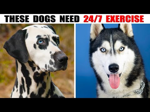 Видео: Эти собаки не знают, что такое усталость! Самые активные породы в мире!