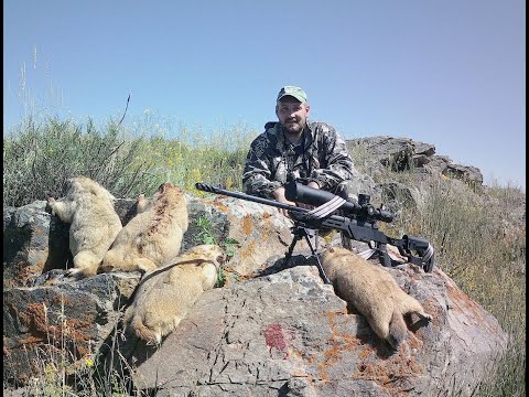 Видео: Охота на сурка