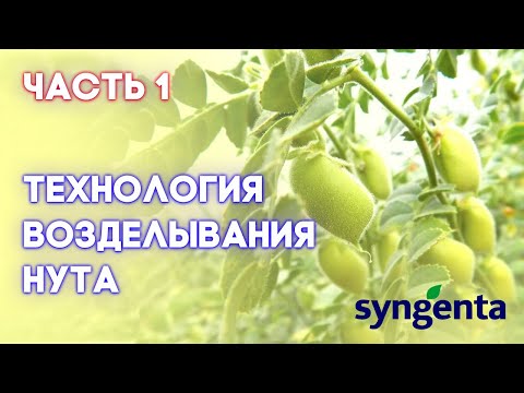 Видео: НУТ | Часть 1 | Прогрессивный взгляд на технологию возделывания нута от посева и до уборки |