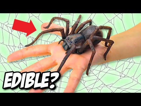 Видео: Этот паук на самом деле ТОРТ! 😱