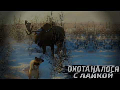 Видео: Охота на лося с лайкой.