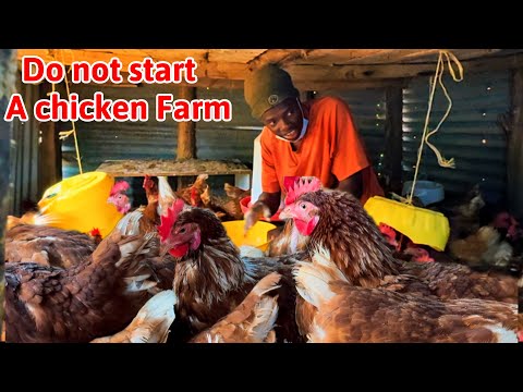 Видео: Не создавайте куриную ферму в Африке, пока не посмотрите это видео 🐔