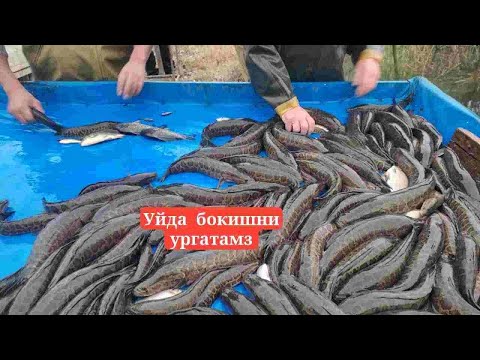 Видео: Илонбалик ишкибоз Шогиртларим 2025 й