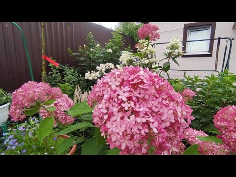 Видео: Гортензия  древовидная   Пинк Аннабель (Pink Annabelle)🌿🌸🌸