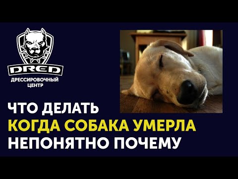 Видео: Смерть собаки | Как себя вести когда погибла собака | Как узнать причину смерти