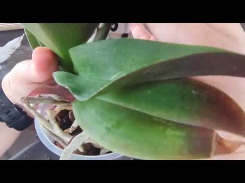 Видео: Дубль два! Распаковка, перетрусило? 🤔🙄... не знаю, но меня точно это не радует🥴