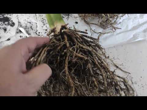 Видео: Распаковка посылки от Francen Hostas... пополнение моей коллекции хост 2022