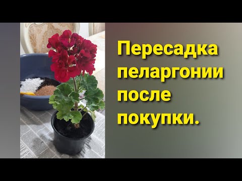 Видео: Пересадка пеларгонии после покупки🌺🌺🌺