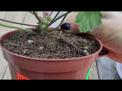 Видео: #592. 100% укоренение черенков пеларгонии в кубиках Root Riot,мое мнение