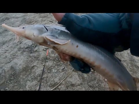 Видео: ТУТ ТОННЫ РЫБЫ! СПИННИНГИ В ДУГУ! СТЕРЛЯДЬ, НАЛИМ, ЯЗЬ И ОСЁТР. РЫБАЛКА В ХАНТАХ НА ИРТЫШЕ.