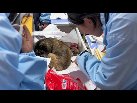 Видео: Кошка родила котят в школьной парте! Вот это да!