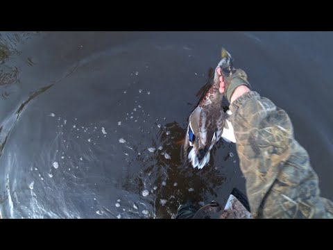 Видео: Охота на Крякву и Шилохвость: озерцо маленькое, да удаленькое!)