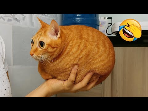 Видео: Эти забавные животные превзойдут твой предел смеха! 😅