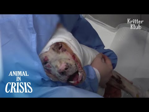 Видео: Знаете ли вы, как собаки готовятся к употреблению на собачьей ферме? | Животное в кризисе EP200