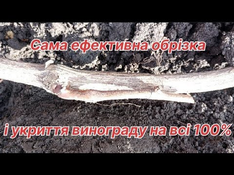 Видео: Як ефективно обрізати і укрити в зиму виноградний кущ!