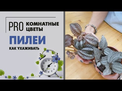 Видео: Пилеи сортов Эллен и Норфолк | Фактурные комнатные растения для мини садиков