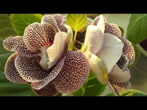 Видео: Глоксинии. Вторая пикировка сеянцев. 4 декабря 2017 г.