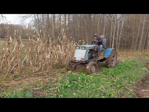 Видео: Уборка кукурудзи 2023🇺🇦