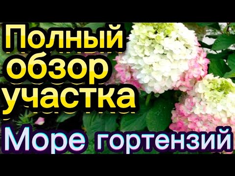 Видео: Обзор участка.🌺Море гортензий. Сорта.