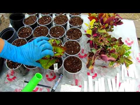 Видео: КОЛЕУСЫ ИЗ ПОСЫЛКИ . КОРНИ ЧЕРЕЗ 3 ДНЯ ПОСЛЕ ПОЛУЧЕНИЯ . ОБЗОР ТЕПЛИЦЫ