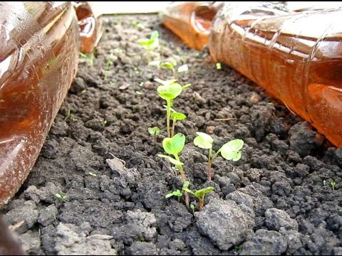 Видео: Обзор посаженных ранних культур в огороде под снегом (укр.)