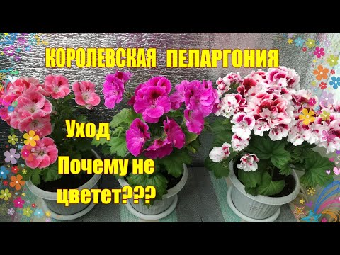 Видео: Королевская пеларгония. Уход. Почему не цветет?