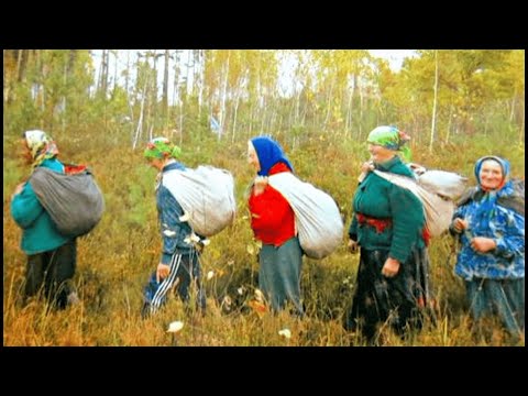 Видео: Не ожидал, что на ЭТОМ болоте ПОЛНО ягод! Клюкву хоть МЕШКАМИ собирай! Как быстро собрать ягоды