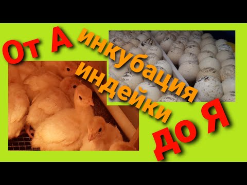 Видео: Инкубация индейки. Тумак. Режим инкубации