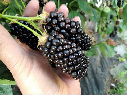 Видео: Сорти ожини які буду видаляти з ділянки осінь 🇺🇦 2024 Рівне #ожина #вирощування #літні сорти #дача
