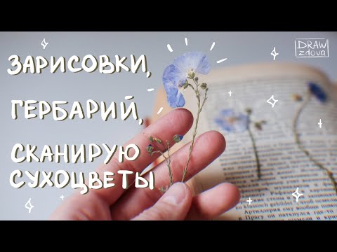 Видео: Как сушить цветы и листья 🌼🍃 || Зарисовки и гербарий || Сканирование и оцифровка засушенных цветов