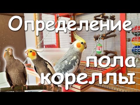 Видео: КАК ОПРЕДЕЛИТЬ ПОЛ ПОПУГАЯ КОРЕЛЛЫ-НИМФЫ. Самец или самка? | Рокки Life